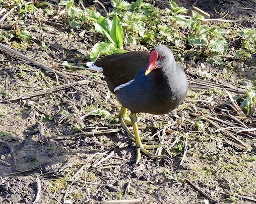 moorhen